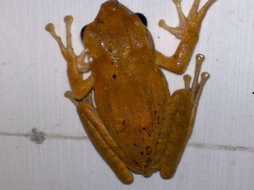 青蛙成人形视频,奇幻变身背后的神秘力量揭秘