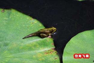 青蛙成人形视频,奇幻变身背后的神秘力量揭秘