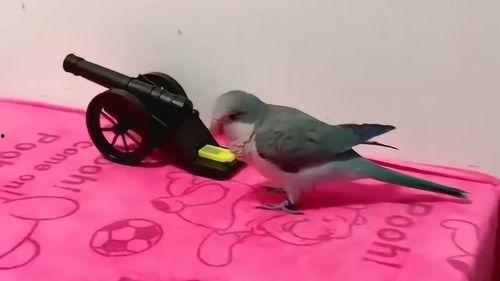 鹦鹉变成人形视频播放,神奇视频揭示动物与人类的神秘联系