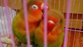 鹦鹉变成人形视频播放,神奇视频揭示动物与人类的神秘联系