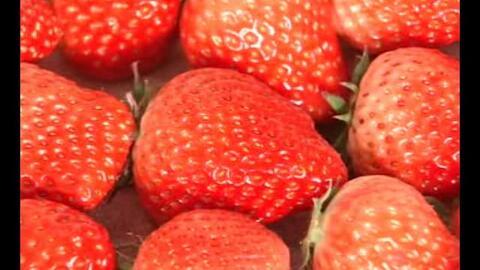 草莓视频成人推荐免费,揭秘热门成人推荐，免费畅享精彩内容！