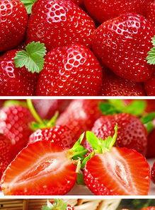 草莓视频成人推荐免费,揭秘热门成人推荐，免费畅享精彩内容！