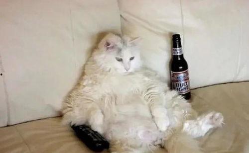 猫转场变成人搞笑视频,萌态百出笑翻众人