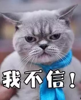 猫转场变成人搞笑视频,萌态百出笑翻众人