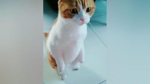 猫转场变成人搞笑视频,萌态百出笑翻众人