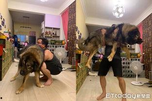 小朋友踩成人单车视频